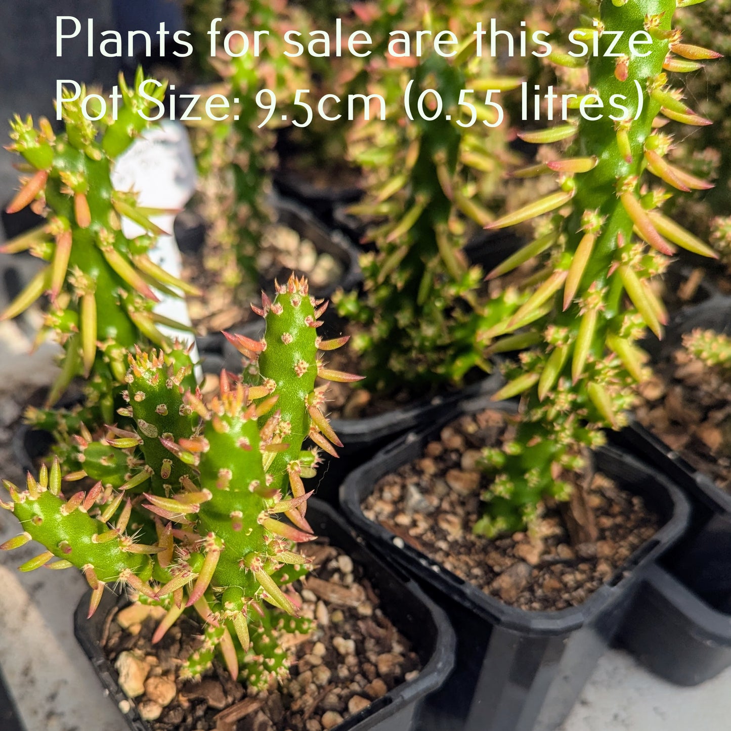 Opuntia Subulata | Eve's Pin