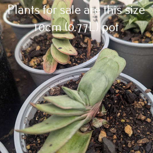 Gasteria Gracillis