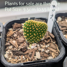 Load image into Gallery viewer, Opuntia Microdasys Yellow | Bunny Ears Cactus