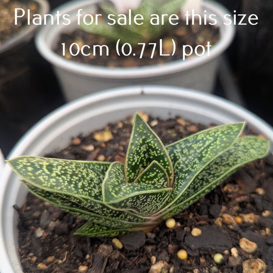 Gasteria x Gastrolea | Spotted Beauty