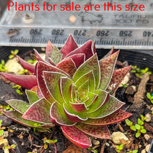Load image into Gallery viewer, Crassula Capitella Subsp. Thyrsiflora | Pagoda Village