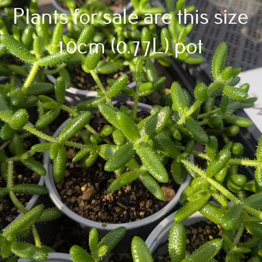 Delosperma Echinatum | Pickle Plant