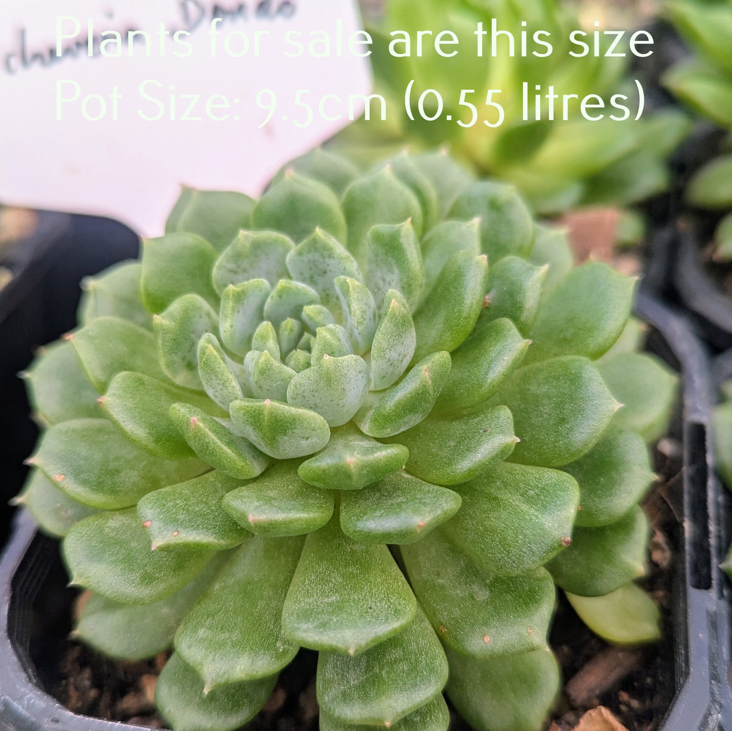 Echeveria Dondo