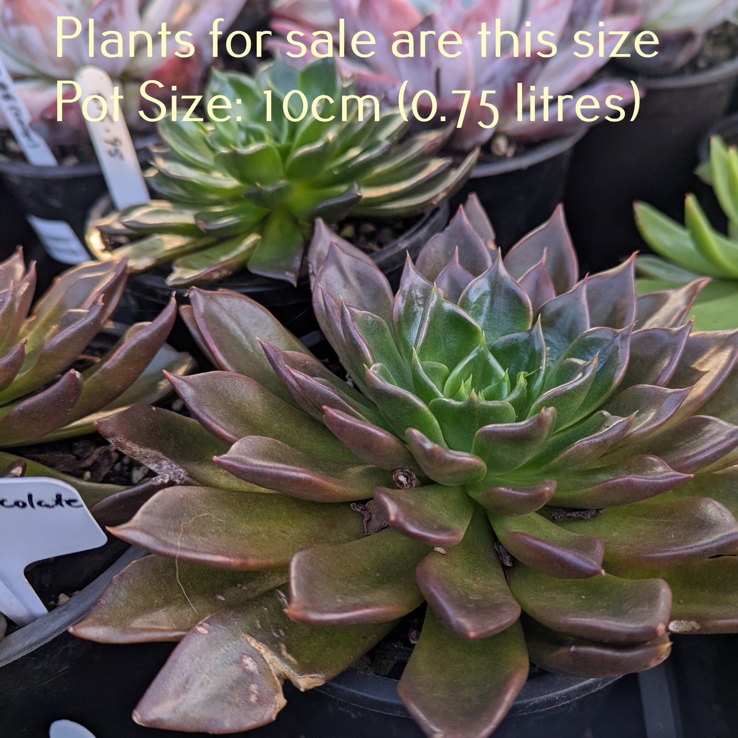 Echeveria Chocolate | Echeveria Dark Chocolate