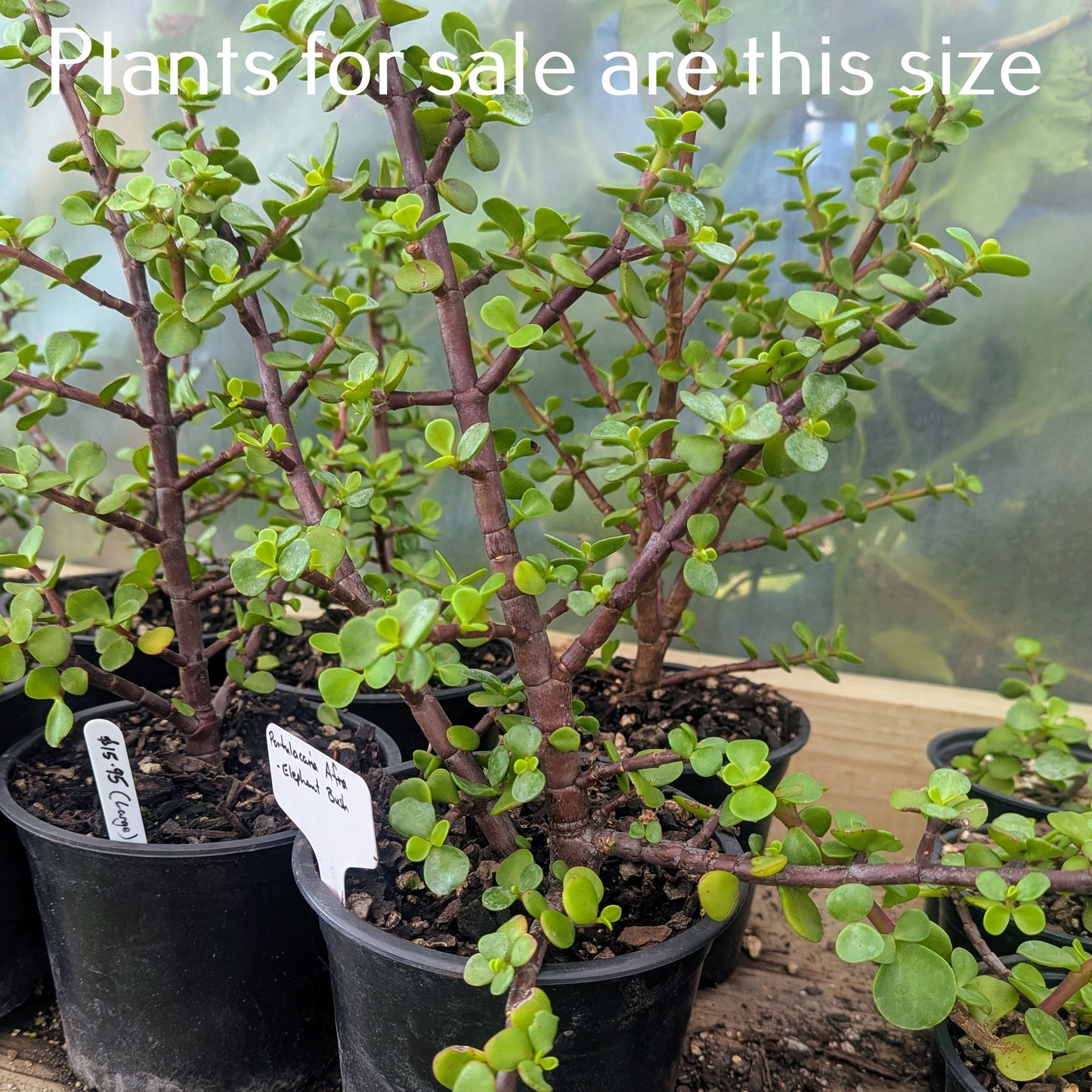 Portulacaria Afra | Elephant Bush