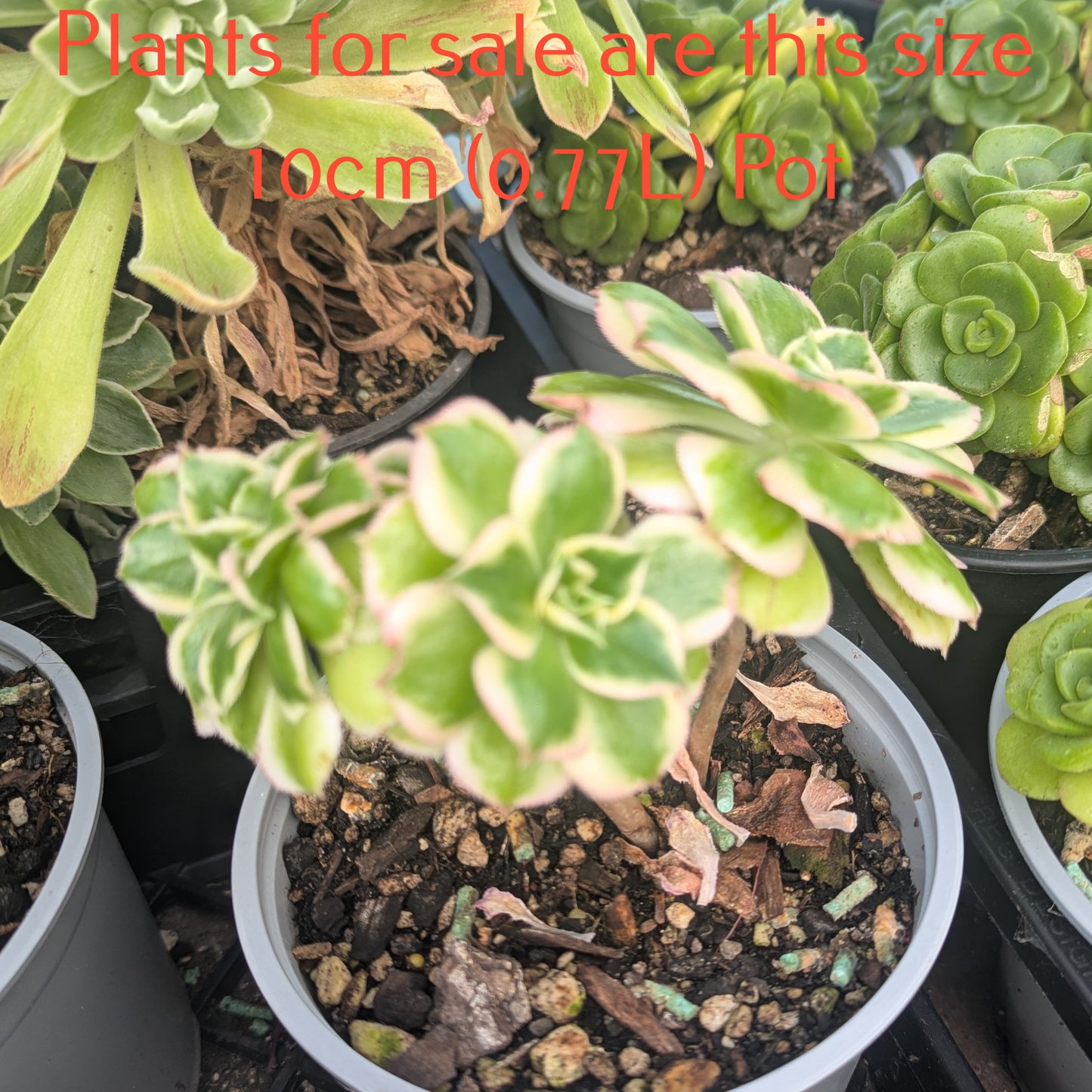 Aeonium Sunburst Crested