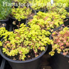 Load image into Gallery viewer, Sedum Makino Ogon | Golden Japanese Stonecrop