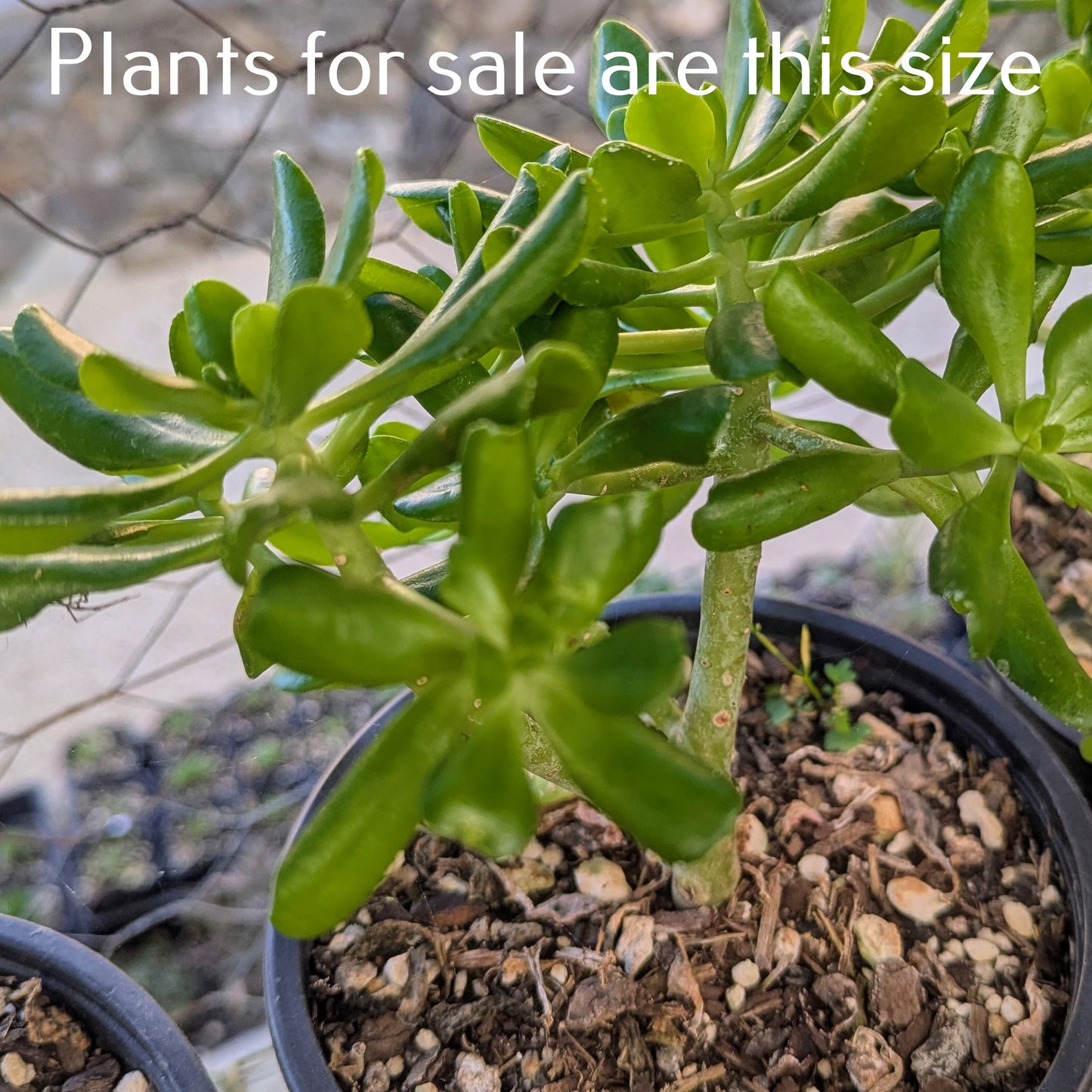 Sedum Dendroideum | Tree Stonecrop