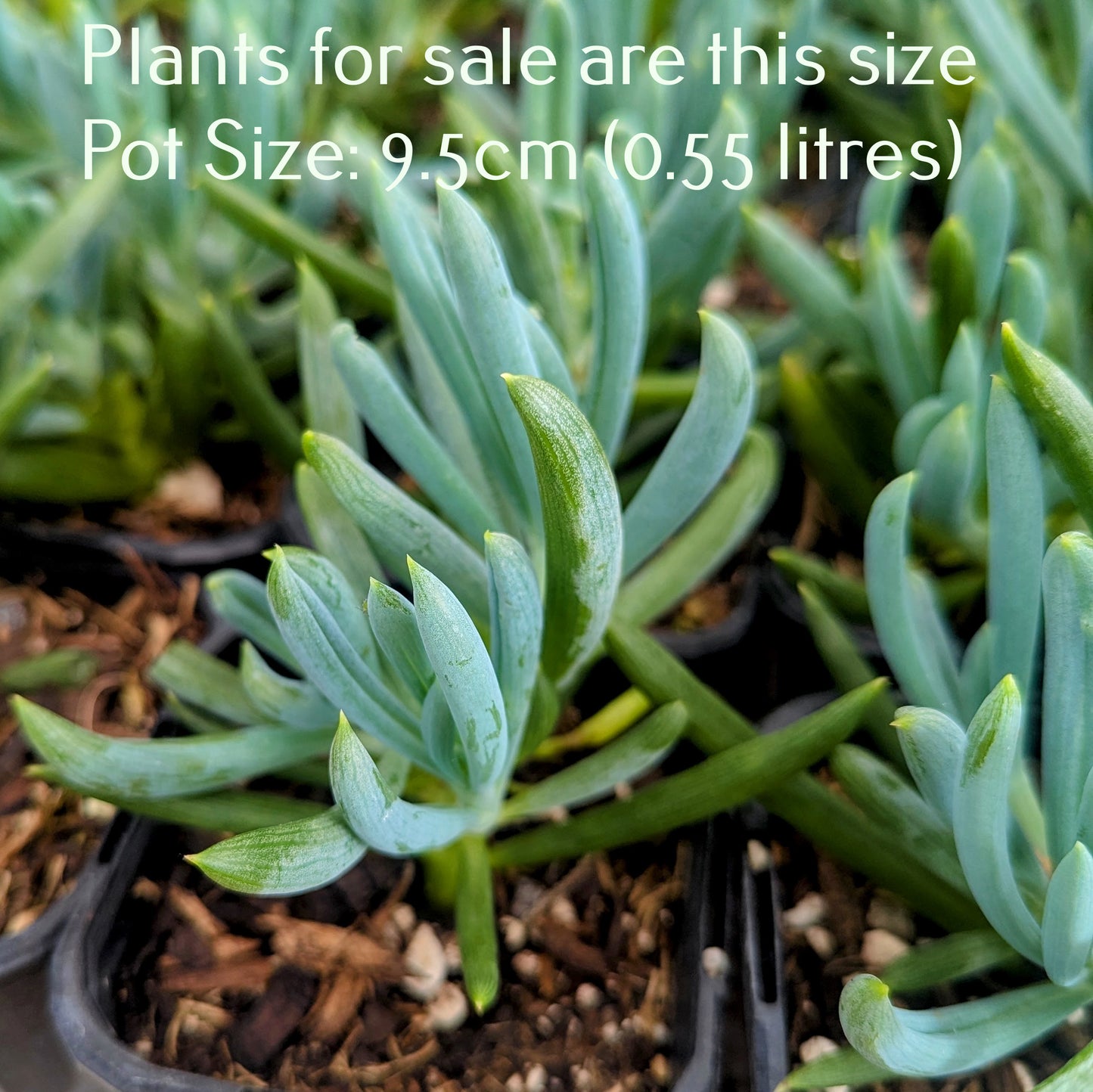 Senecio Serpens | Blue Chalksticks
