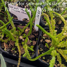 Load image into Gallery viewer, Crassula Muscosa | Watch Chain