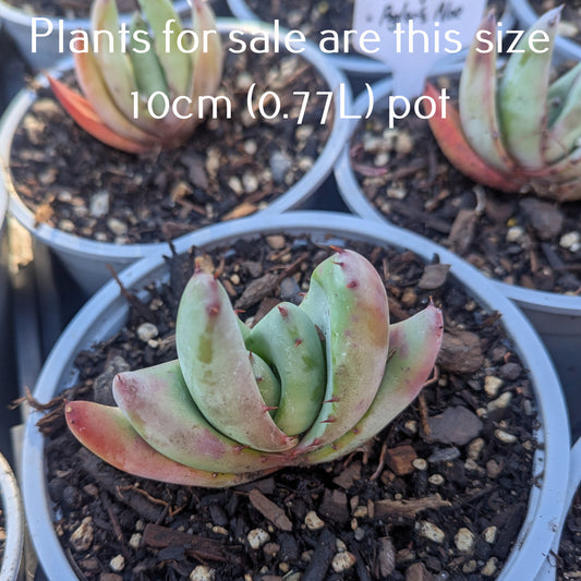 Aloe Petricola | Stone Aloe