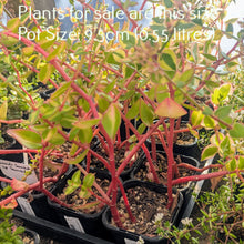 Load image into Gallery viewer, Crassula Sarmentosa ssp. Sarmentosa