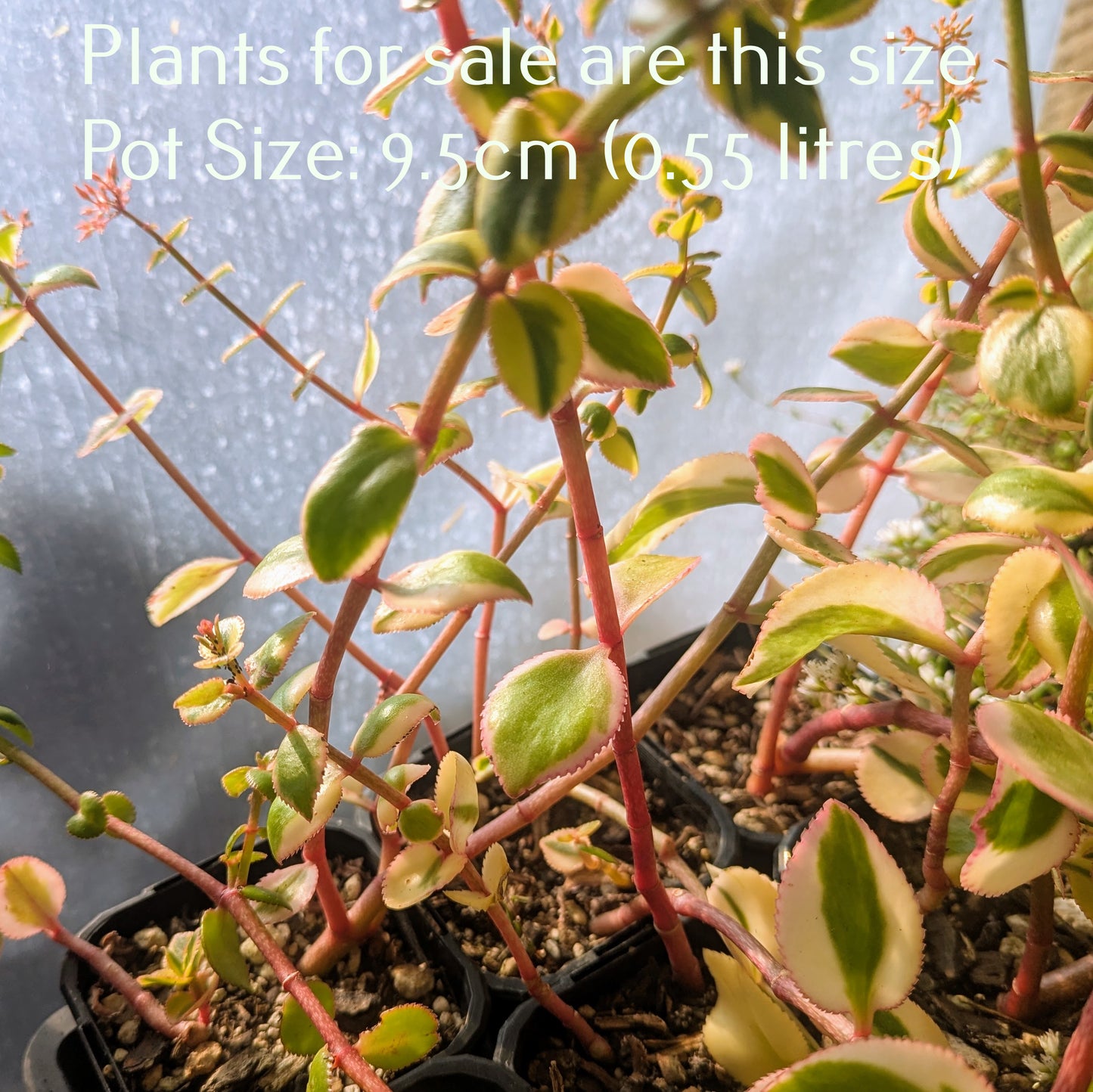 Crassula Sarmentosa Comet | Variegated Trailing Jade Plant