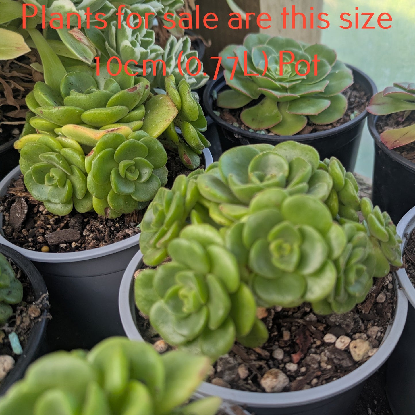 Aeonium Lily Pad