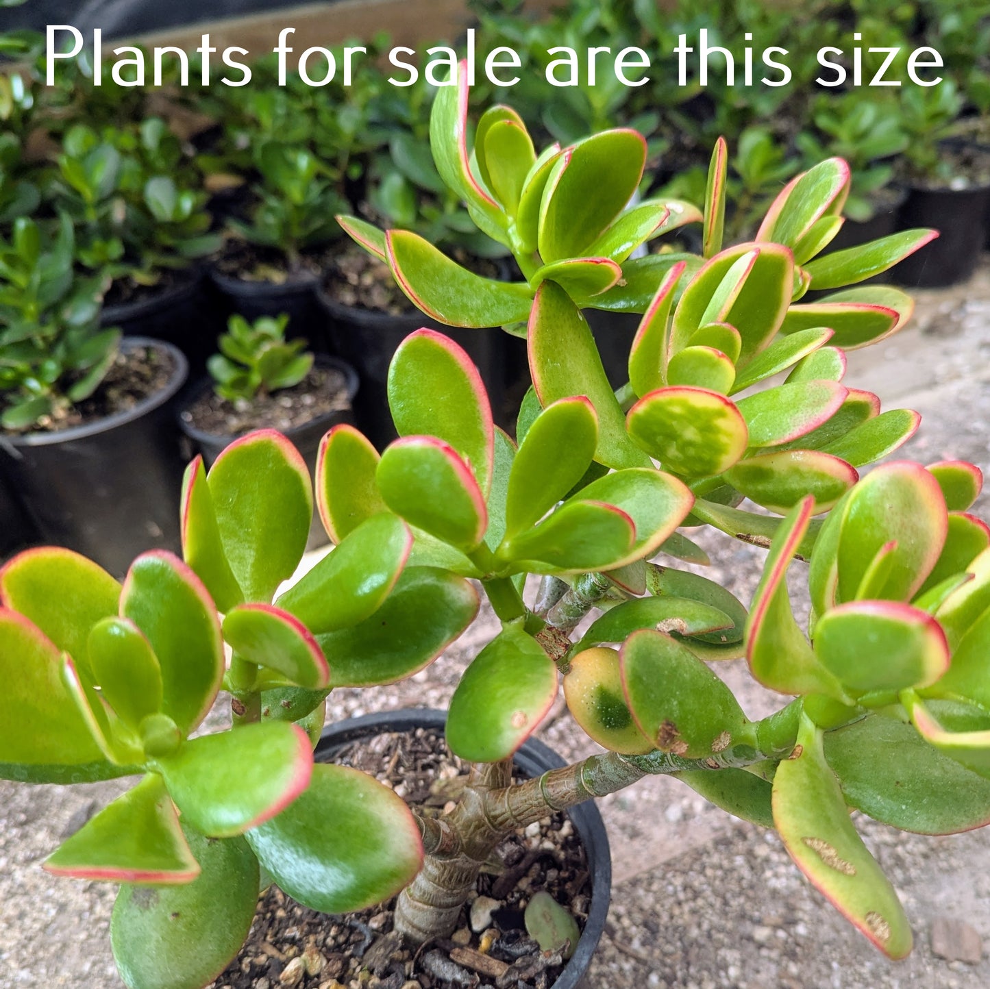 Crassula Ovata 'Hummel's Sunset | Golden Jade