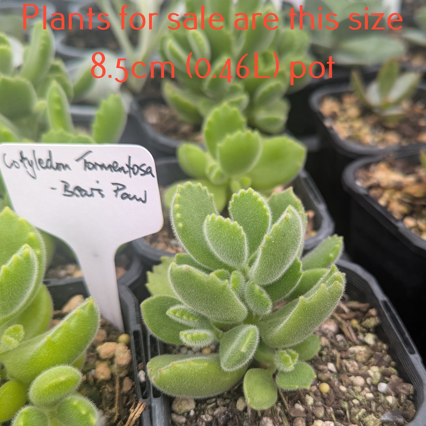 Cotyledon Tormentosa | Bear's Paw