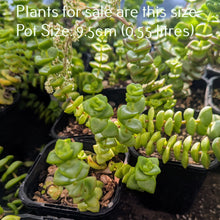 Load image into Gallery viewer, Crassula Rupestris | High Voltage