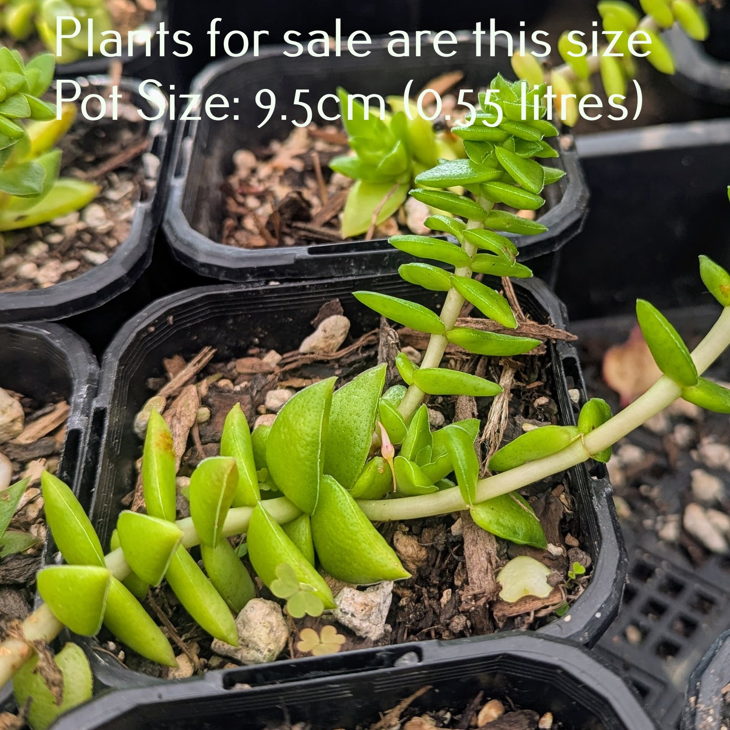 Crassula Capitella | Red Pagoda