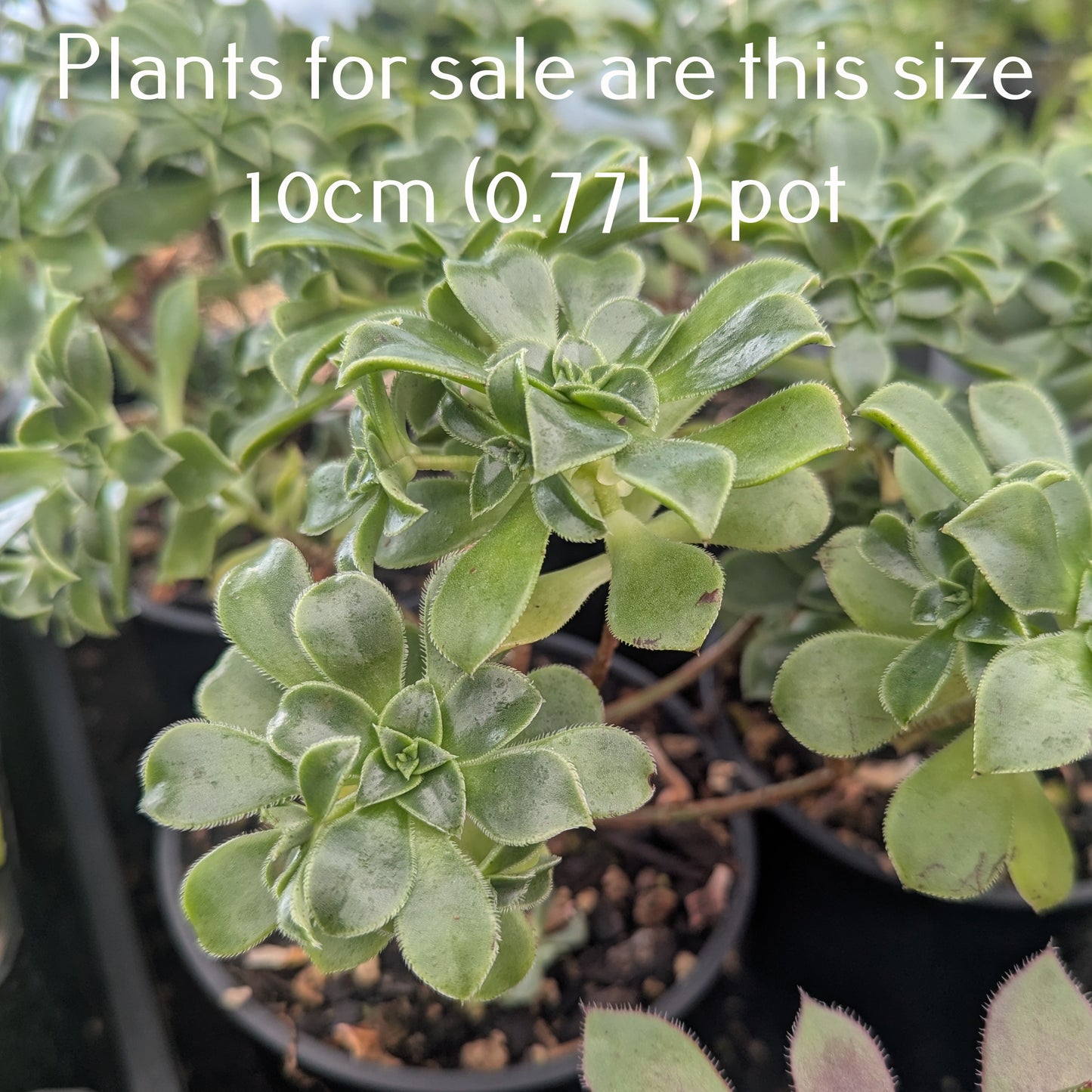 Aeonium Decorum var Guarimarense | Miniature Bonsai version