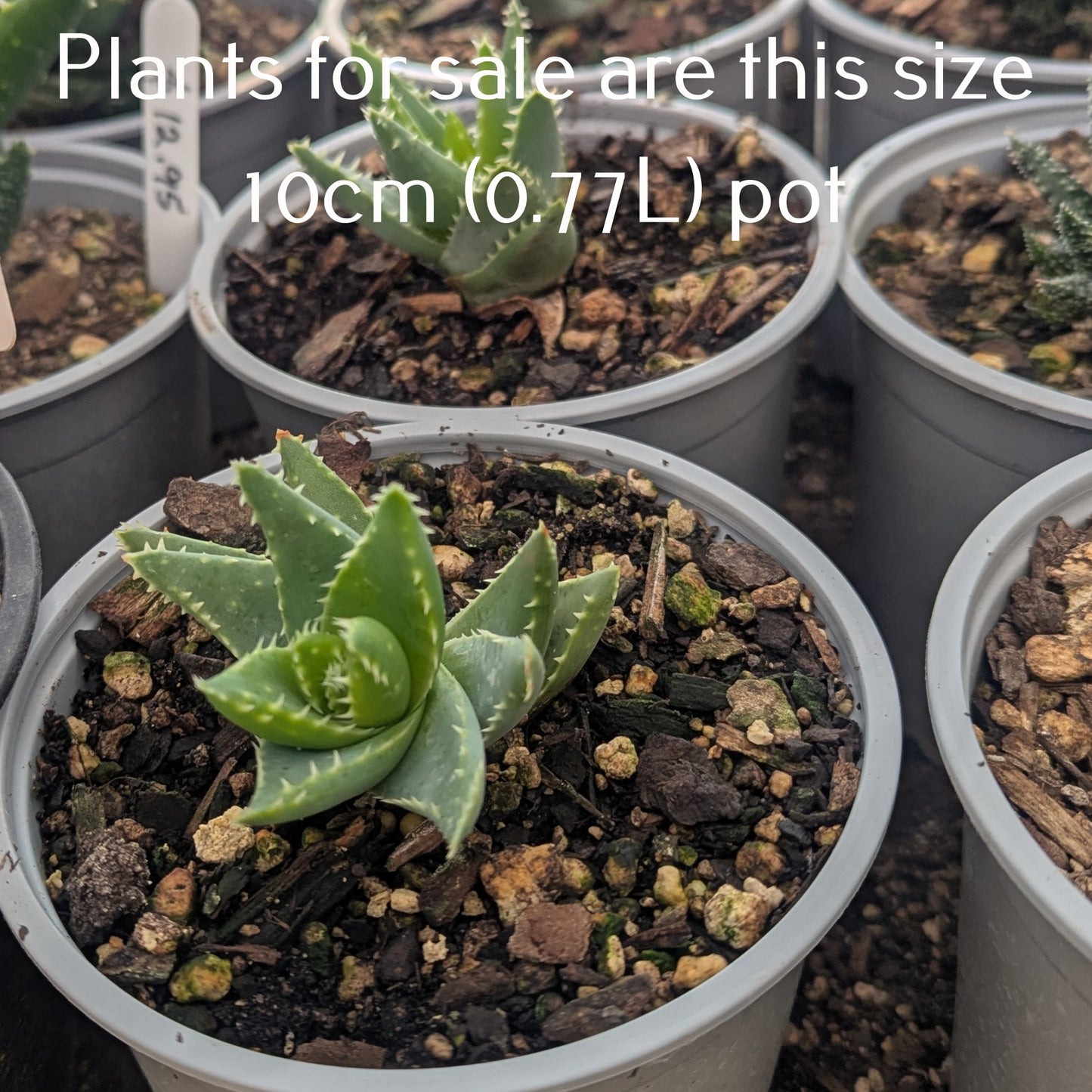 Aloe Brevifolia | Crocodile Plant
