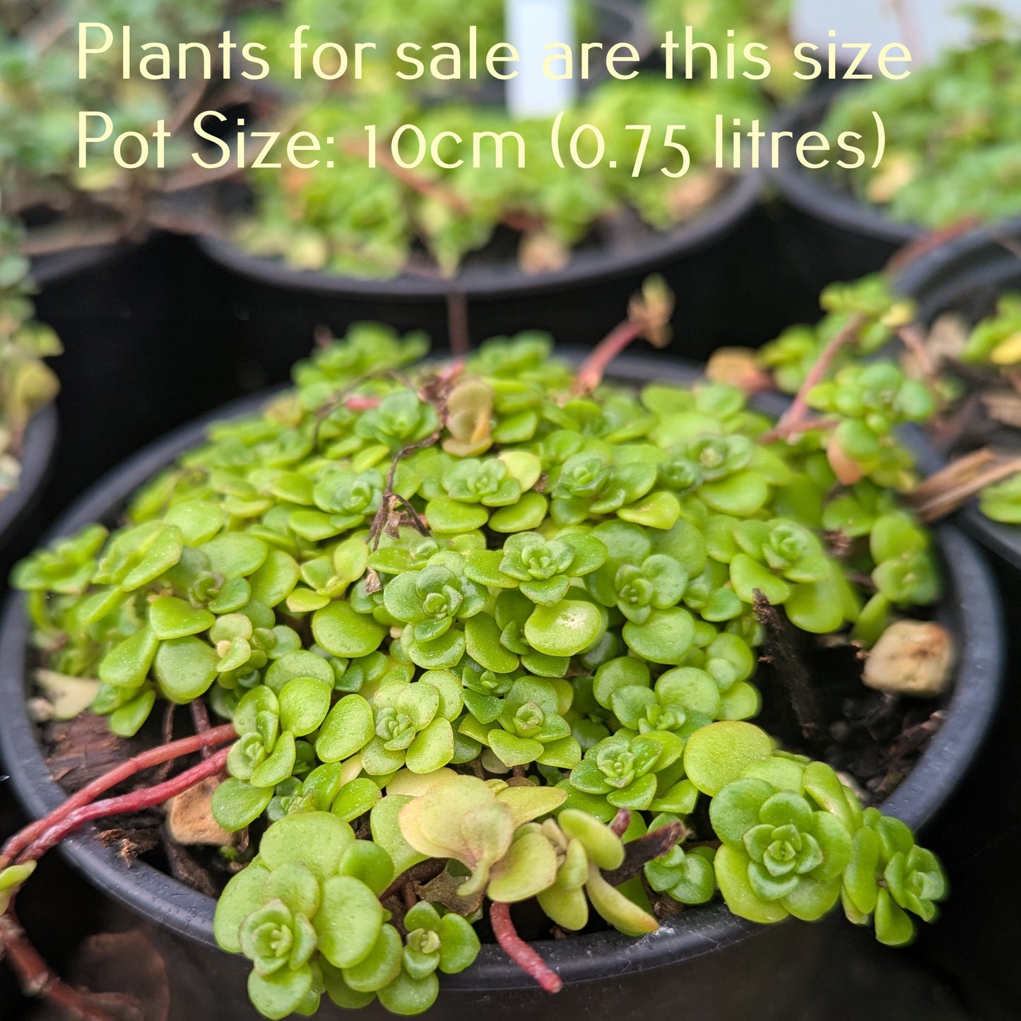 Sedum Spathulifolium 'Green Blob'