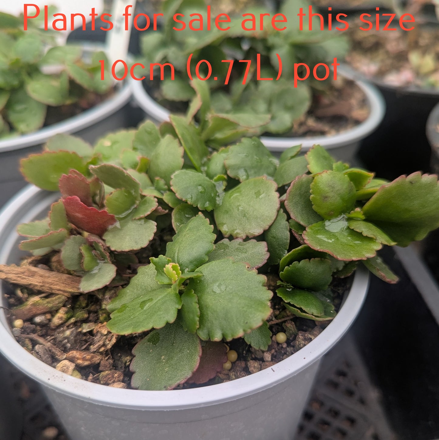 Kalanchoe Candy Cane