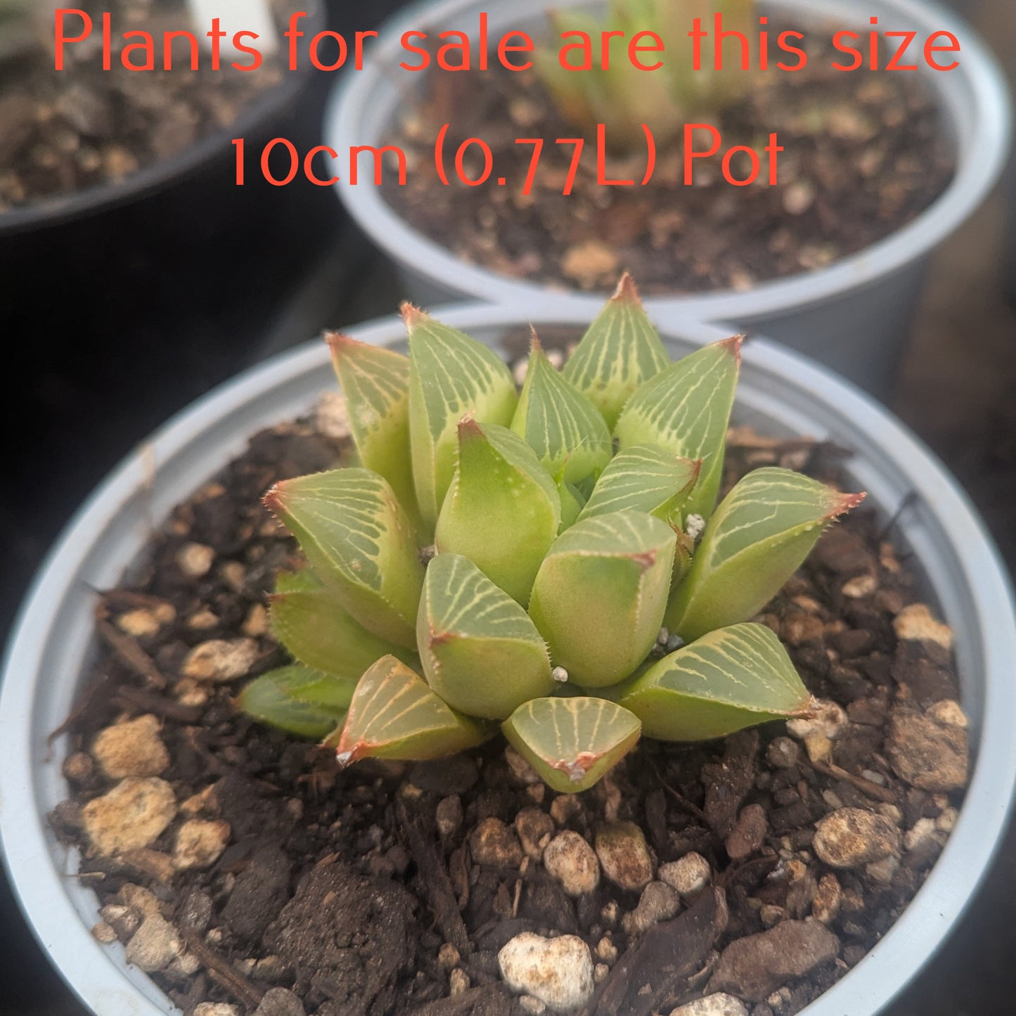 Haworthia Cuspidata | Star Window Plant