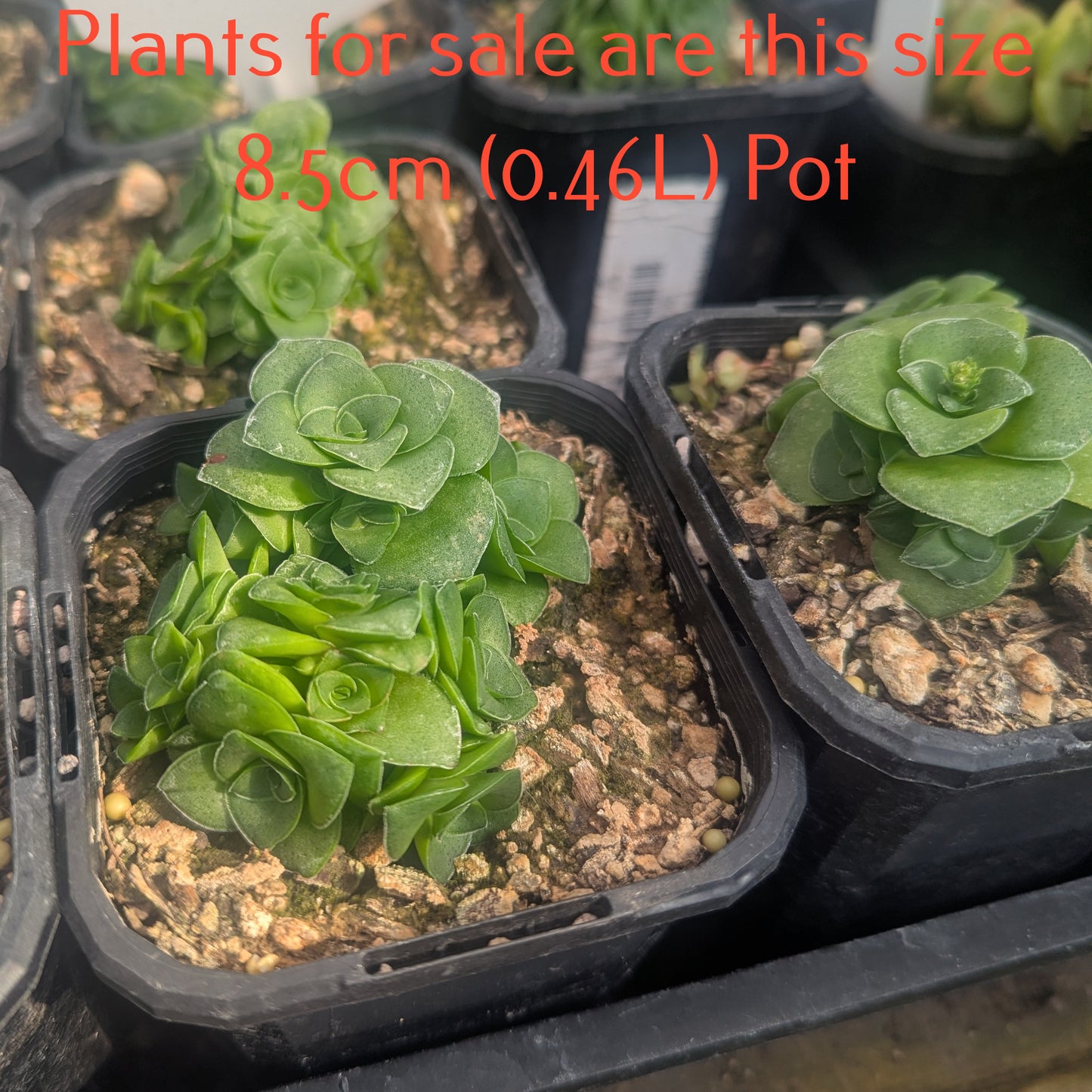 Crassula Socialis | Ring Plant