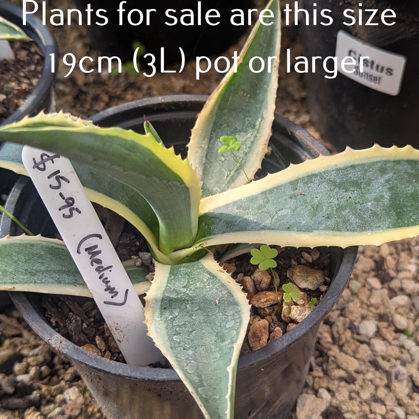 Agave Americana Marginata | Variegated Century Plant