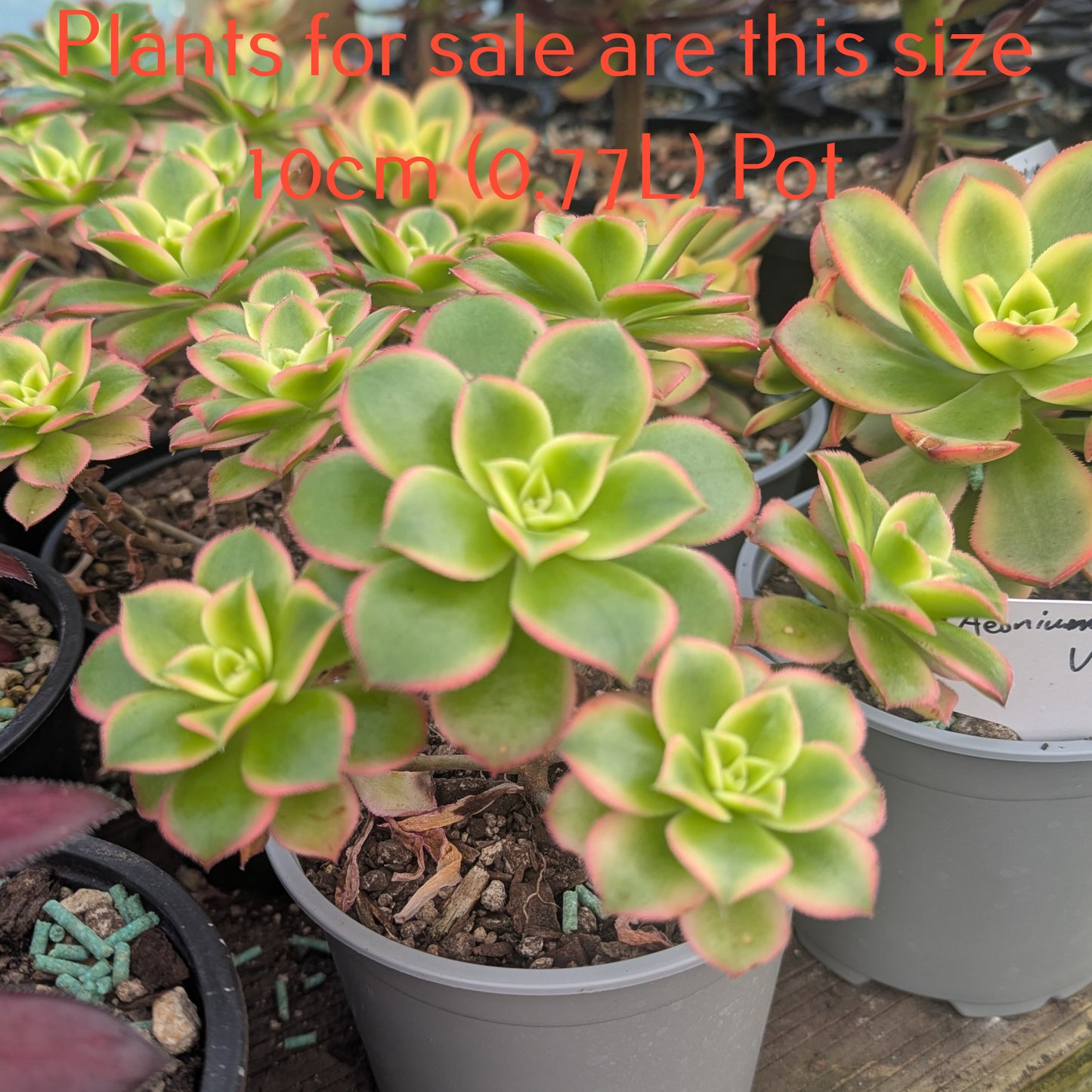 Aeonium Decorum Variegata