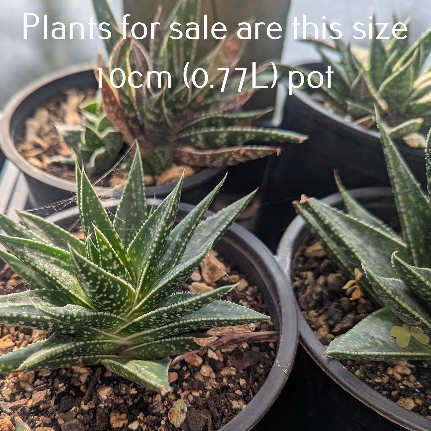 Aloe Flow