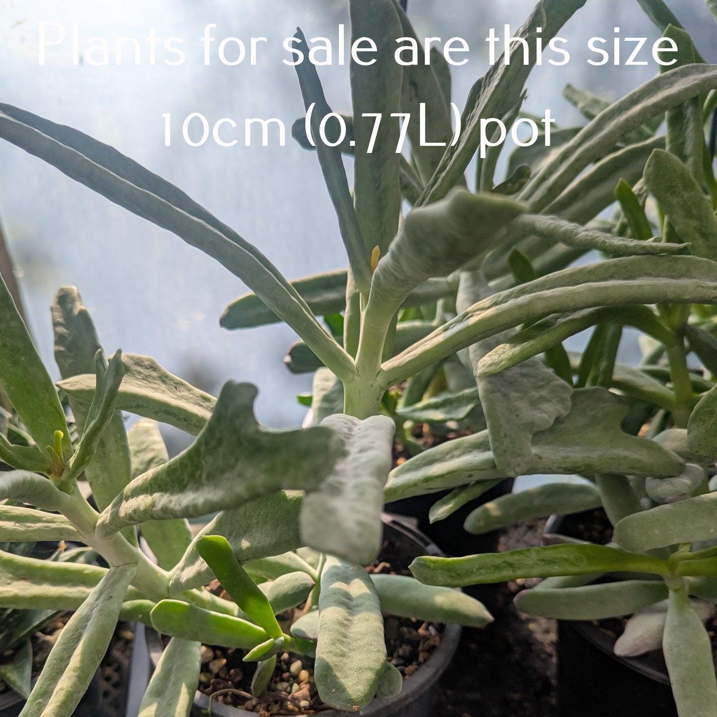 Cotyledon Orbiculata var. Oblonga | Flavida Fingers