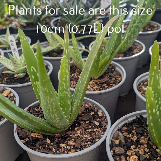 Aloe Vera | Aloe Barbadensis Miller