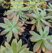 Load image into Gallery viewer, Graptosedum Francesco Baldi