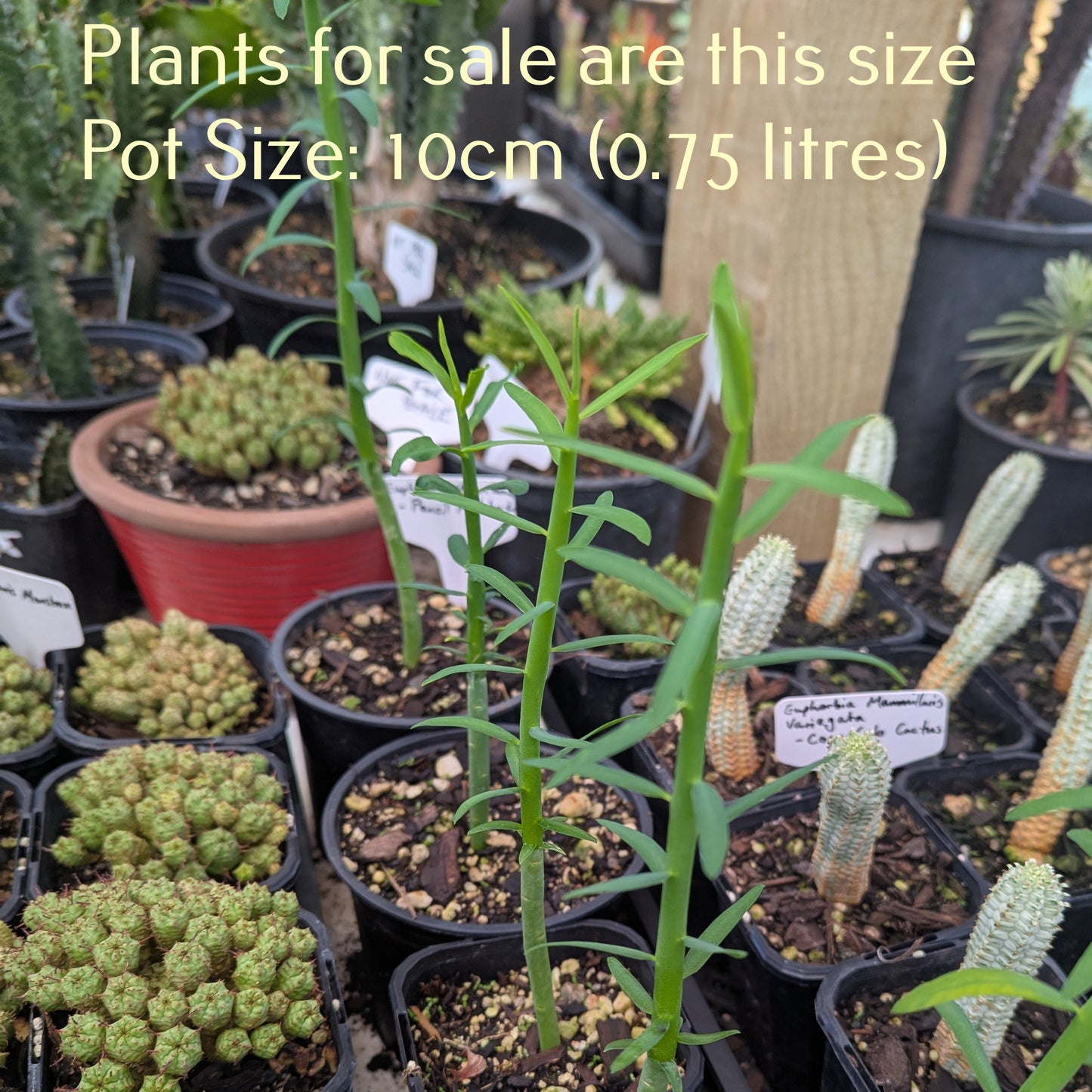 Euphorbia Mauritanica | Pencil Milkbush