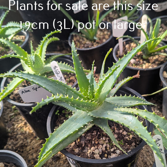 Aloe x Spinosissima