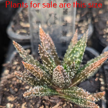 Load image into Gallery viewer, Aloe Twilight Zone