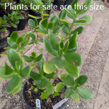 Load image into Gallery viewer, Crassula Ovata | Classic Jade Plant