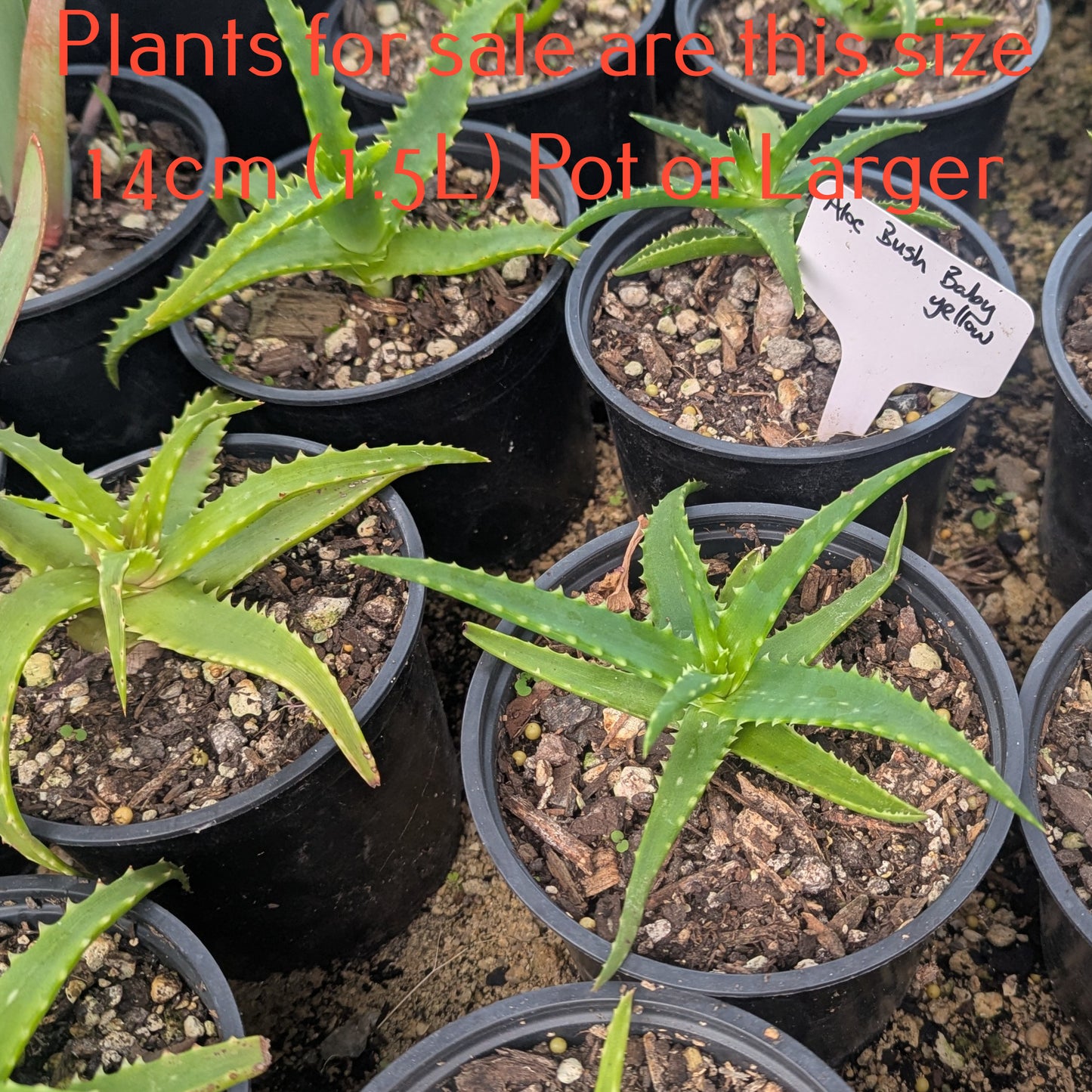 Aloe Bush Baby Yellow