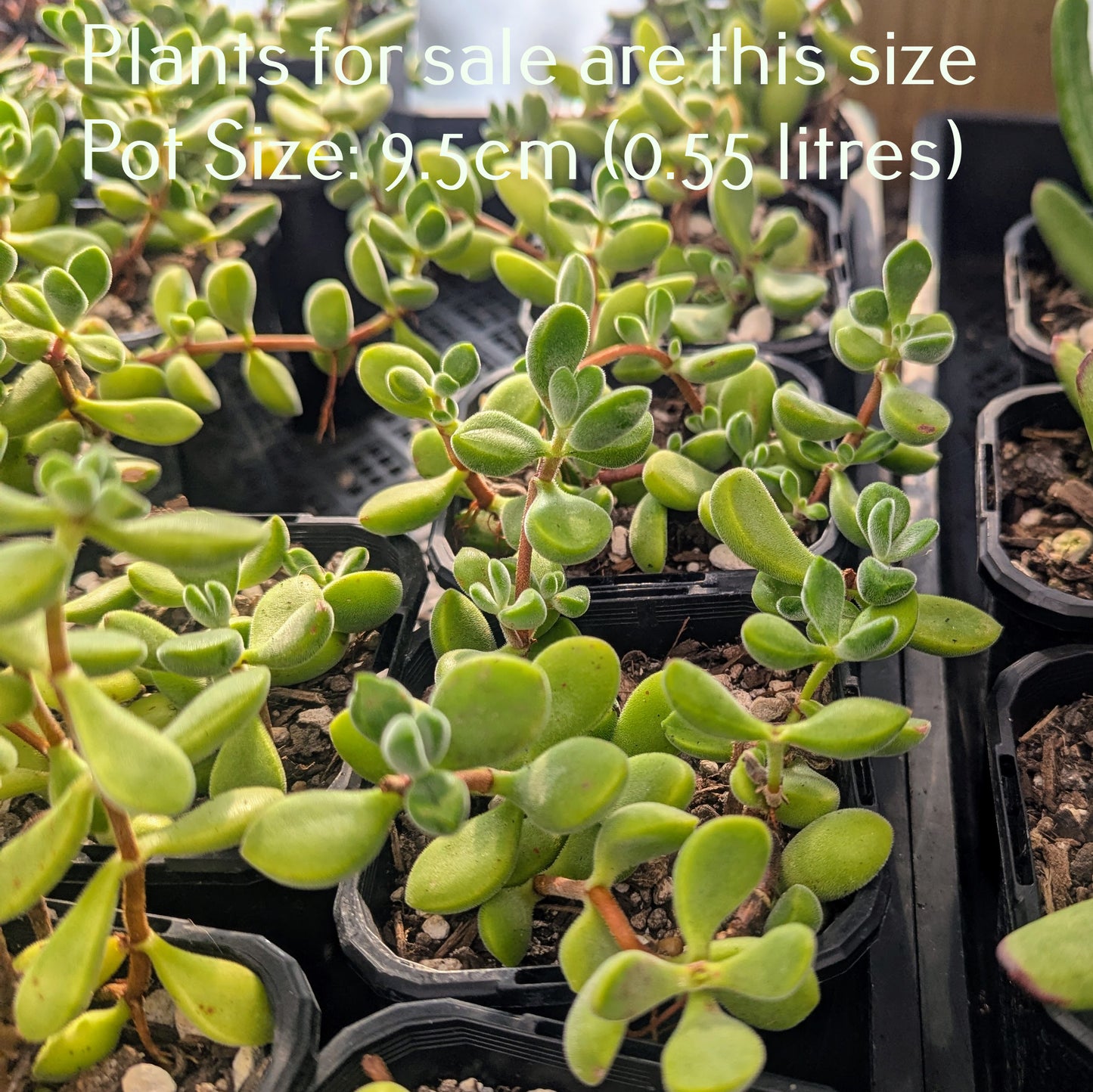 Cotyledon Adscendens