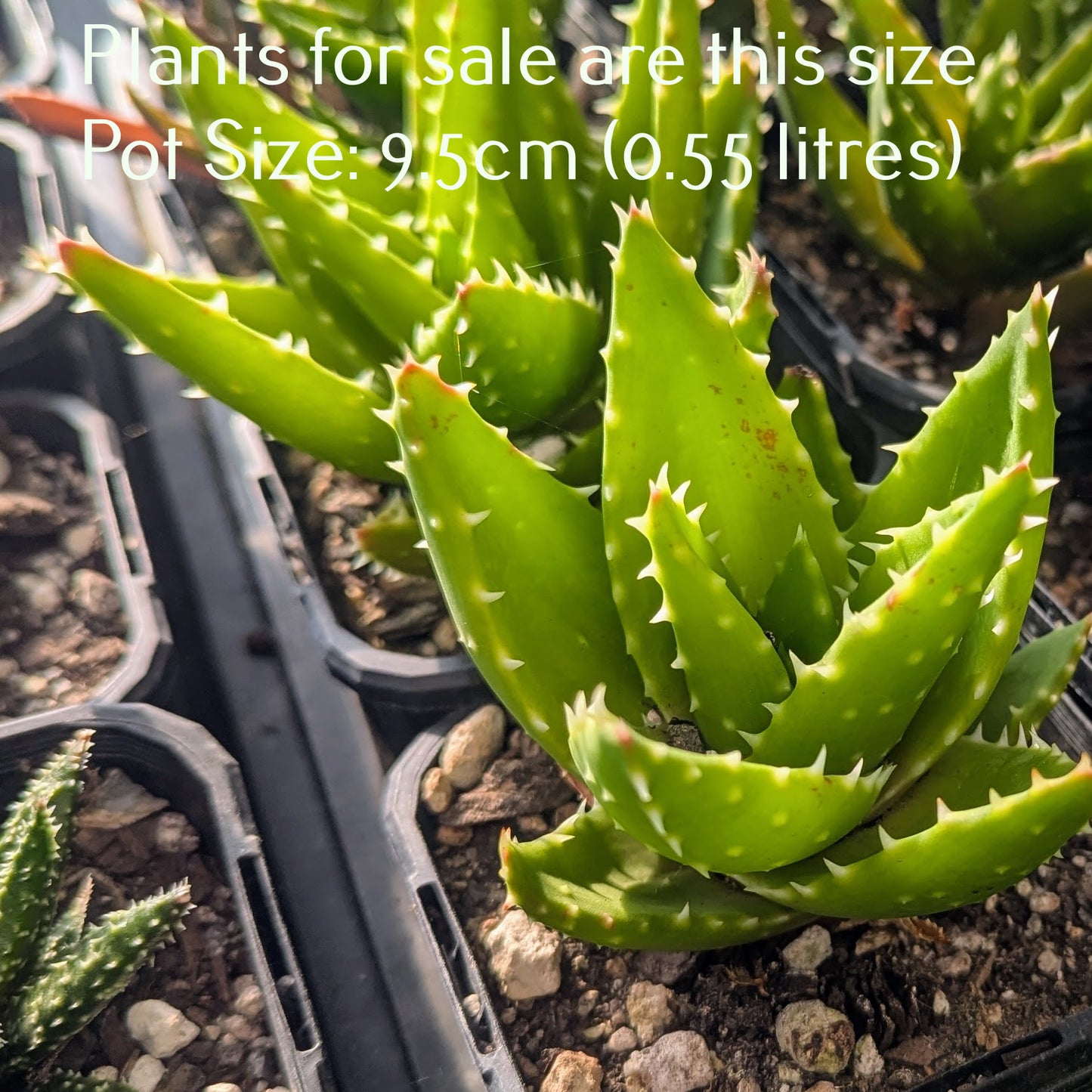 Aloe Nobilis | Golden Toothed Aloe