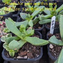 Load image into Gallery viewer, Faucaria Felina | Tiger Jaws