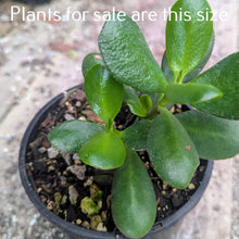 Load image into Gallery viewer, Crassula Ovata | Classic Jade Plant