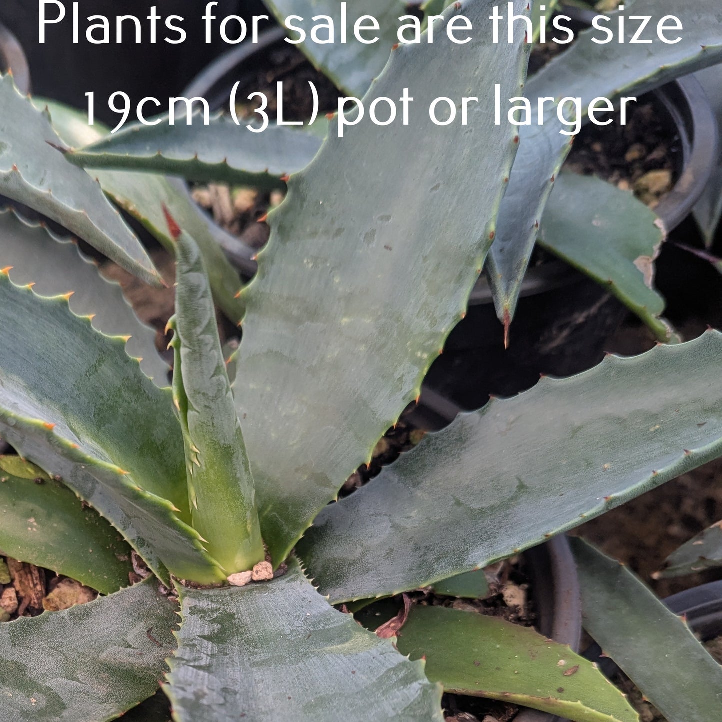 Agave Americana | Century Plant