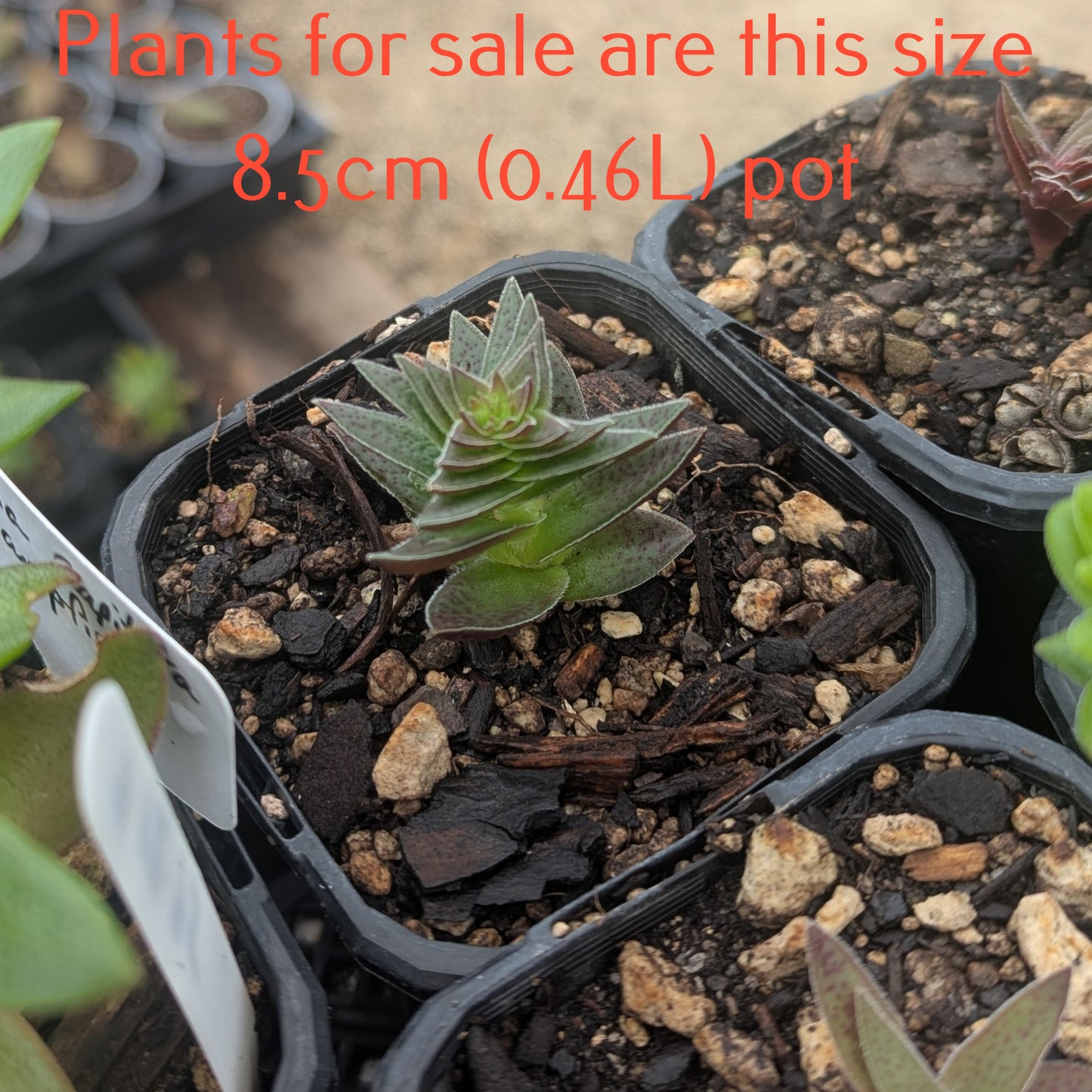 Crassula Capitella Subsp. Thyrsiflora | Pagoda Village