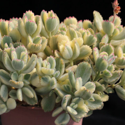 variegated bear paw succulent Cotyledon Tormentosa Variegata