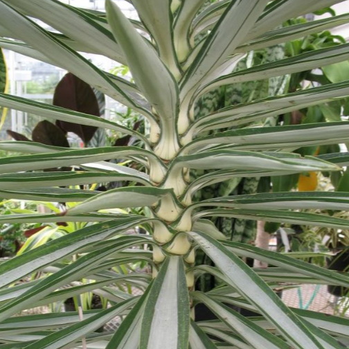 Yucca Elephantipes Variegata | Variegated Spineless Yucca
