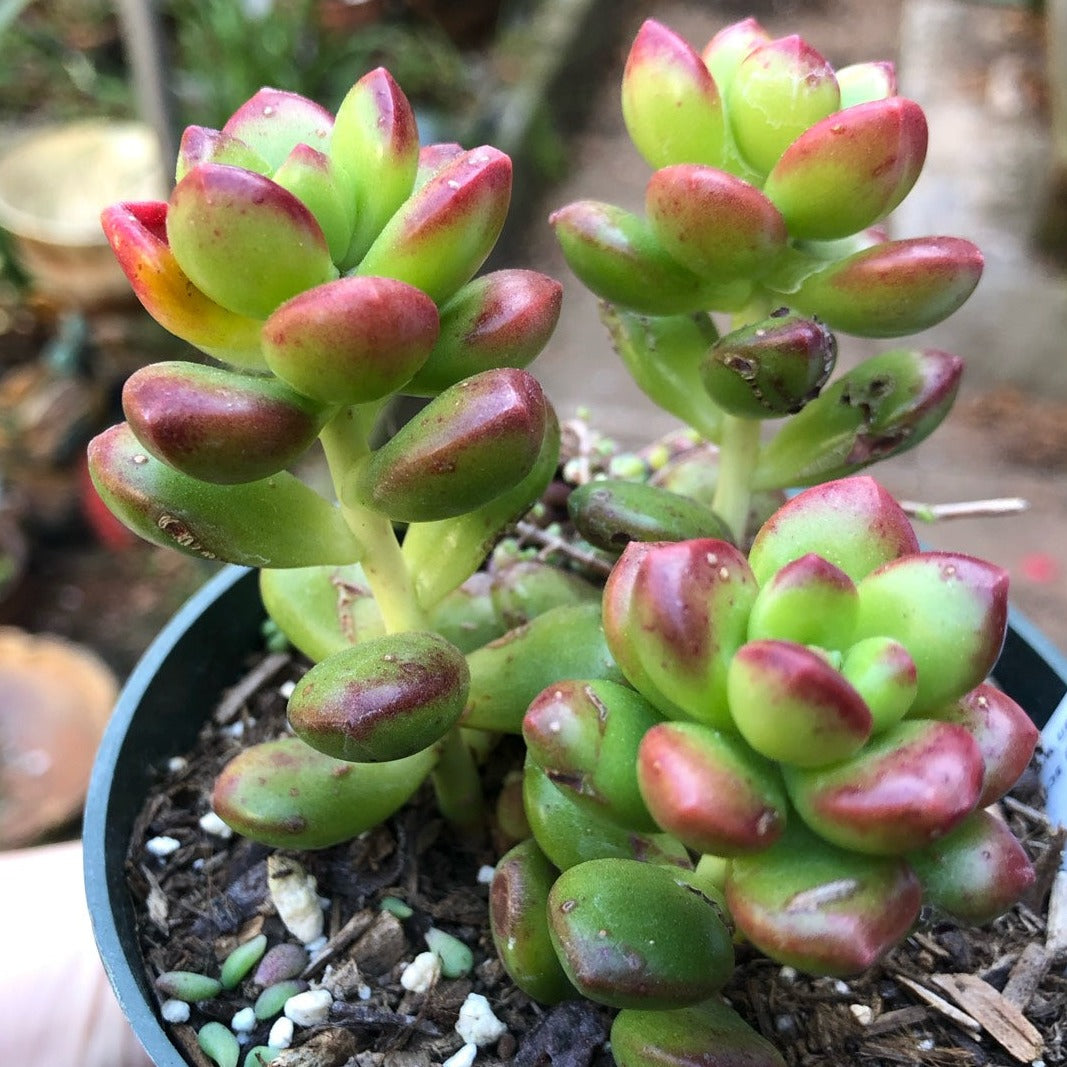 giant jelly bean succulent Sedum Lucidum Obesum