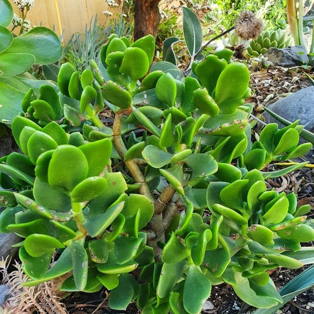 money tree succulent nz Crassula Ovata