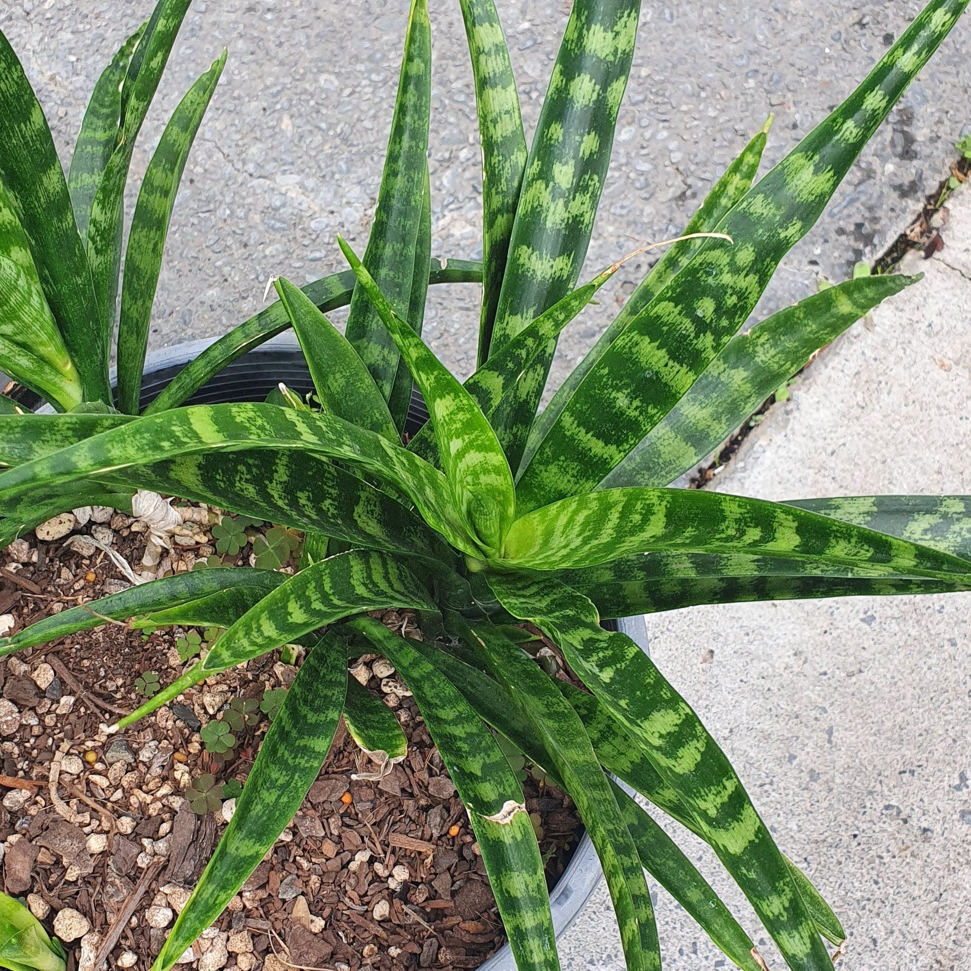 sansevieria fernwood punk care Sansevieria Fernwood Punk – Succular.nz